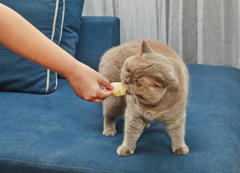 Is Pringles Poisonous To Cats?