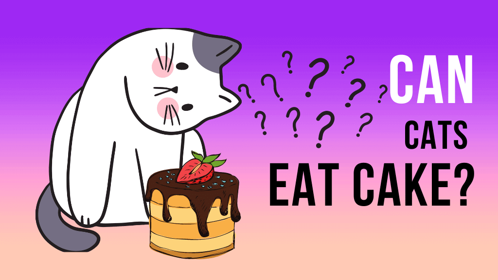 Can Cats Eat Rice Cakes? A Closer Look at Feline Nutrition