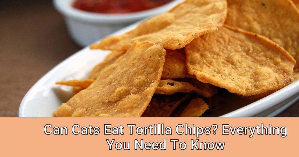 Can Cats Eat Tortilla Chips? A Comprehensive Guide to Feline Nutrition