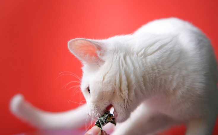 Is Twizzlers Poisonous To Cats?
