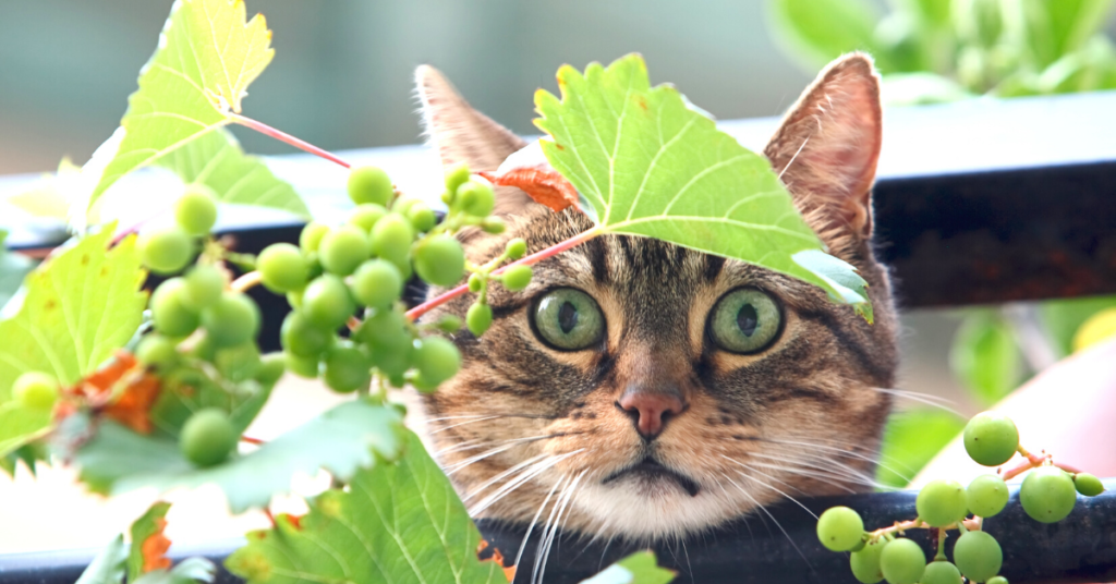 Can Cats eat Grapes