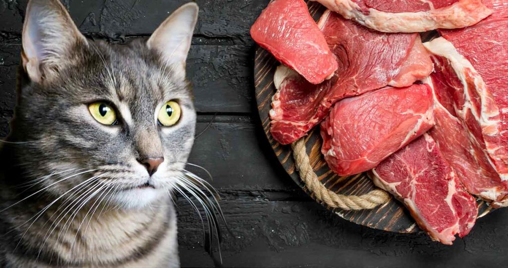 Can Cats Eat Grilled Steak