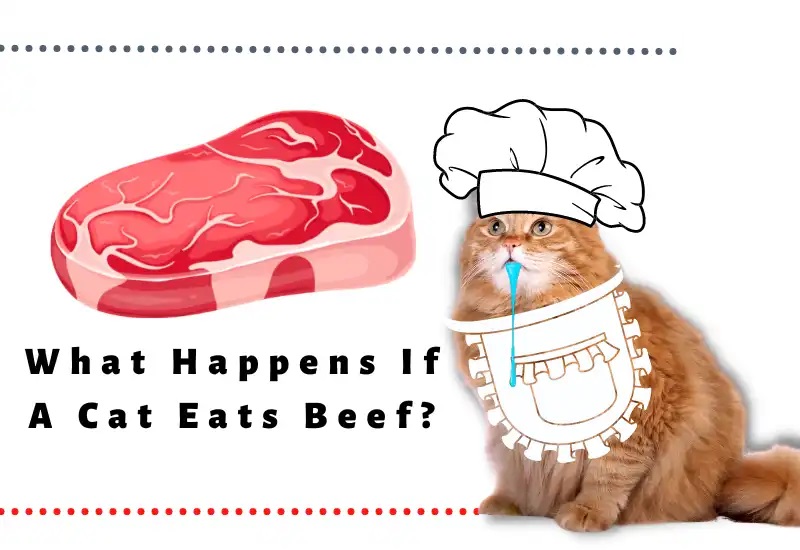 Can Cats Eat Steak Meat?