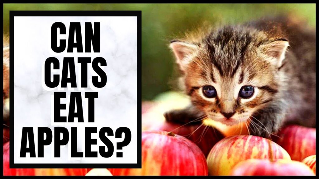 Can Cats eat Apples