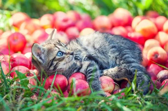 FAQ Can Cats eat Apples? Read Be Wary Before Feeding