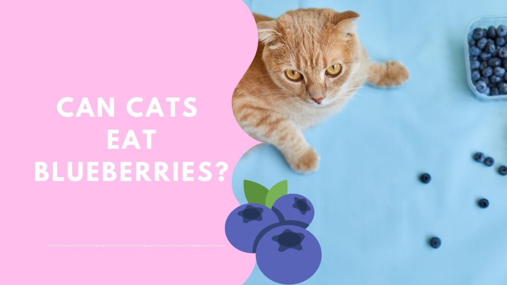 Can Cats Eat Fresh Blueberries?