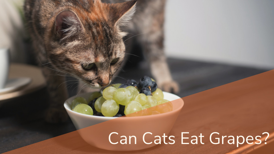 FAQ Can Cats eat Grapes