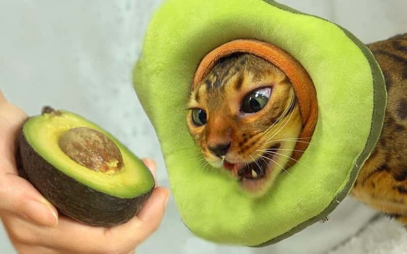 can-cats-eat-avocado-6-things-you-need-to-know-2