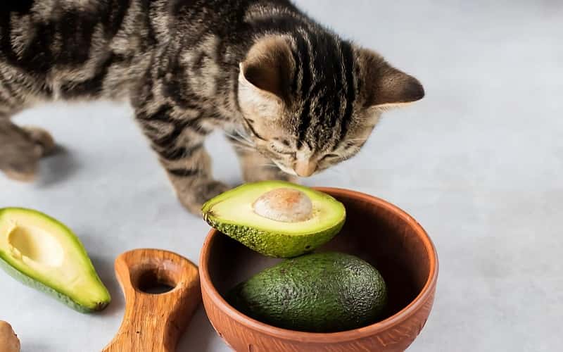 can-cats-eat-avocado-6-things-you-need-to-know