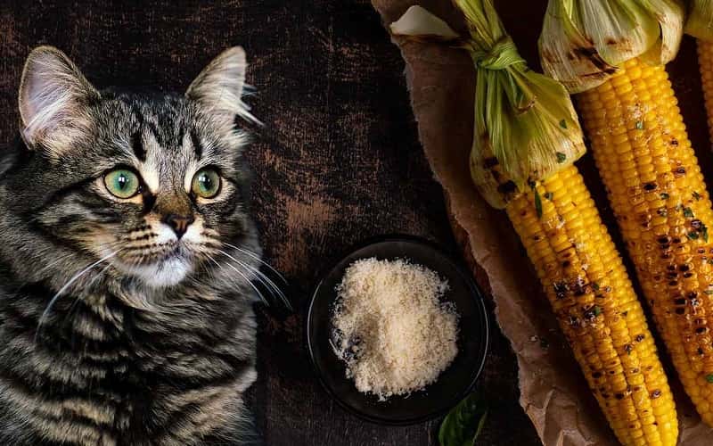 can-cats-eat-corn-top-11-amazing-facts