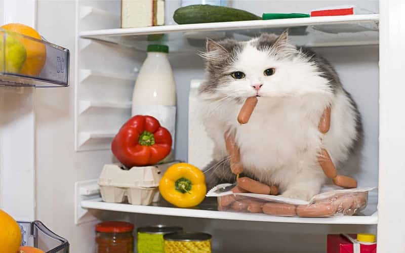 can-cats-eat-human-food-11-things-you-should-know-1