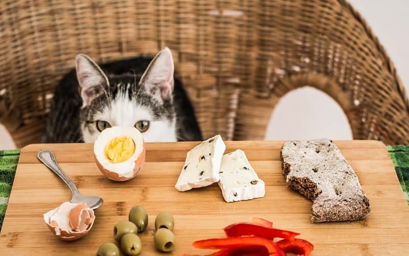 can-cats-eat-human-food-11-things-you-should-know-2