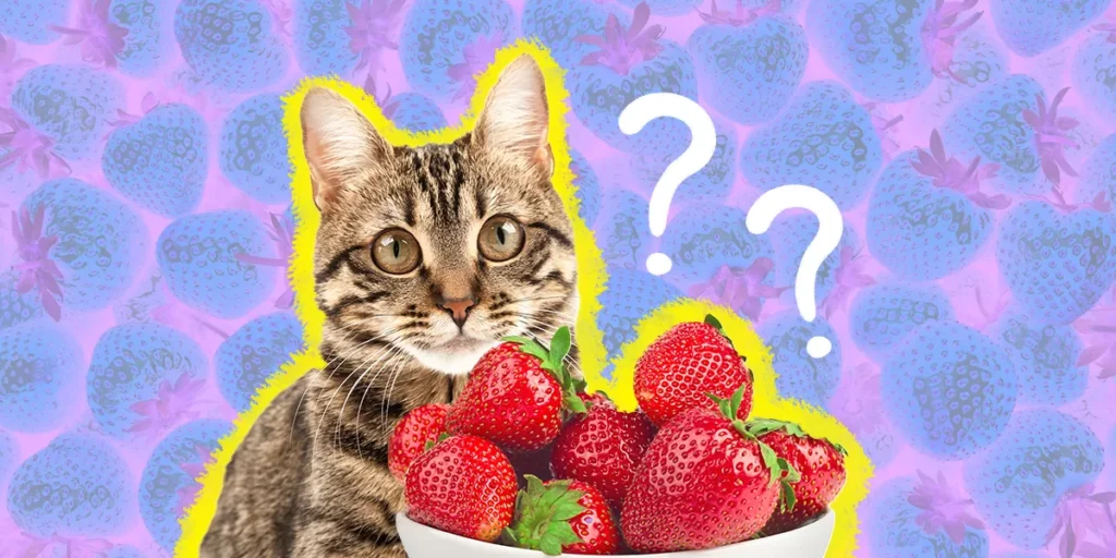 Can cats eat dried strawberries?