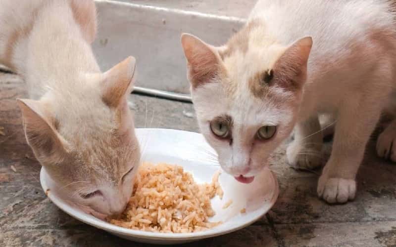 faq-can-cats-eat-rice