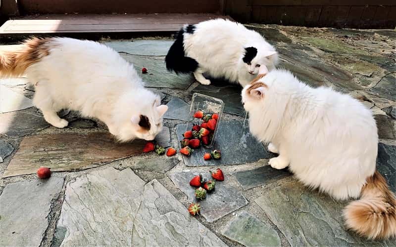 faq-can-cats-eat-strawberries