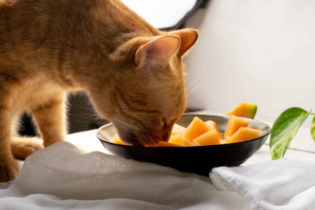 How to Feed Cantaloupe to Cats?