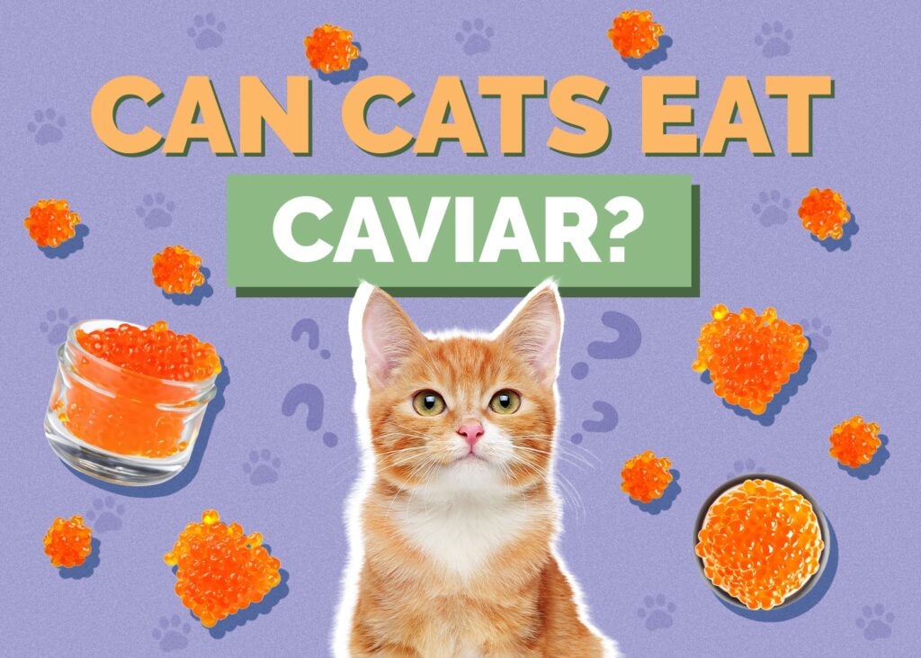 Can Cats Eat Caviar? Delving into Feline Gourmet Tastes