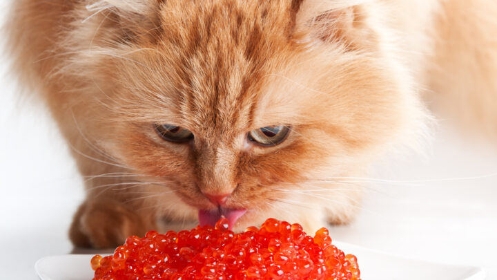 Is Caviar Poisonous To Cats?