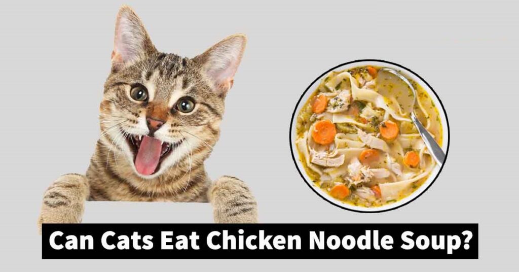 Can Cats Eat Chicken Noodle Soup? A Guide to Feline Nutrition