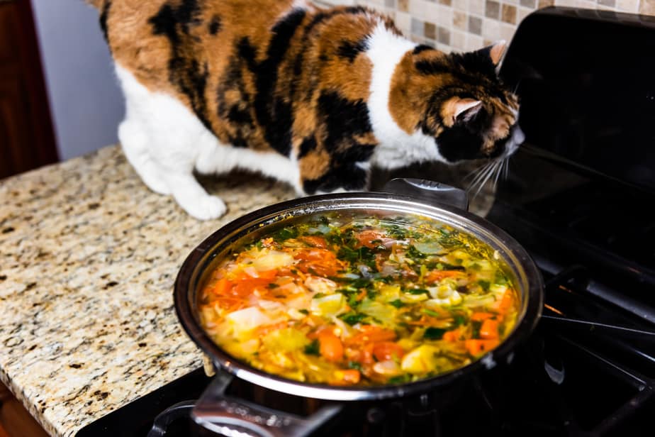 Is Chicken Noodle Soup Poisonous To Cats?