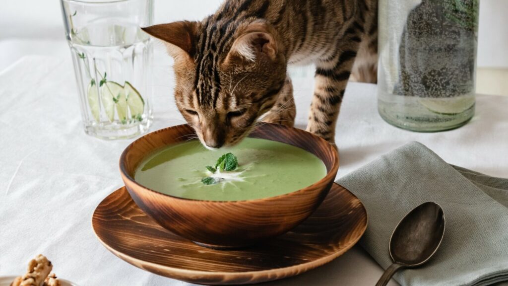 How Much Chicken Noodle Soup Can Cats Eat?