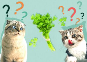 Can Cats Eat Cilantro? Exploring the Feline Relationship with This Aromatic Herb