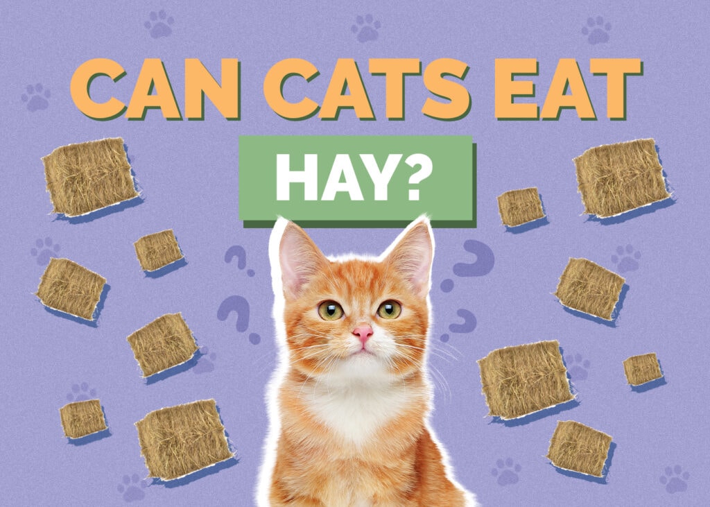 Can Cats Eat Hay? A Comprehensive Guide to Feline Nutrition