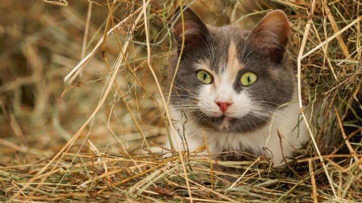 How Much Hay Can Cats Eat?