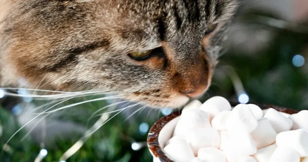 How to Feed Marshmallows to Cats?