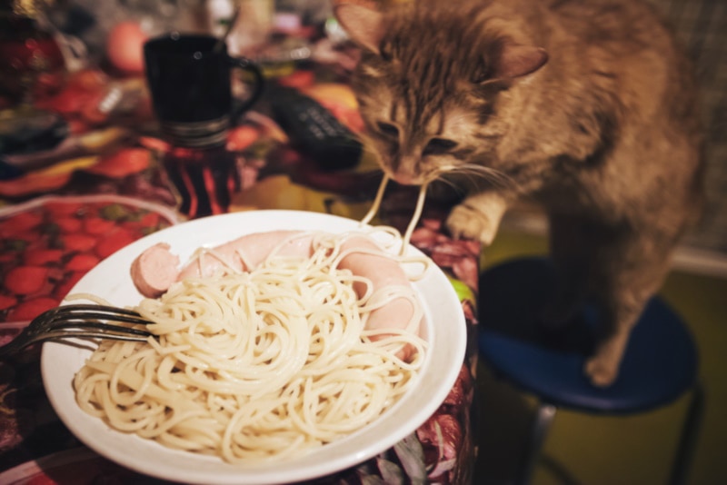 How Much Noodles Can Cats Eat?