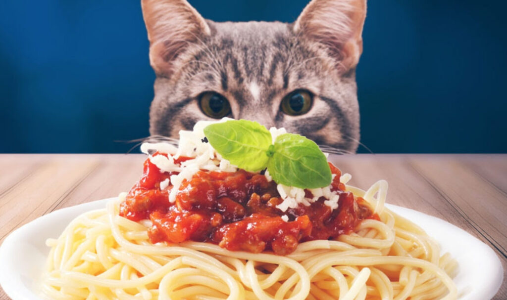 Can Cats Eat Noodles? A Comprehensive Guide to Feline Nutrition