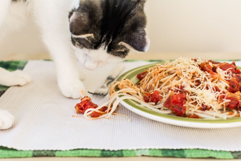 How Much Ramen Noodles Can Cats Eat?