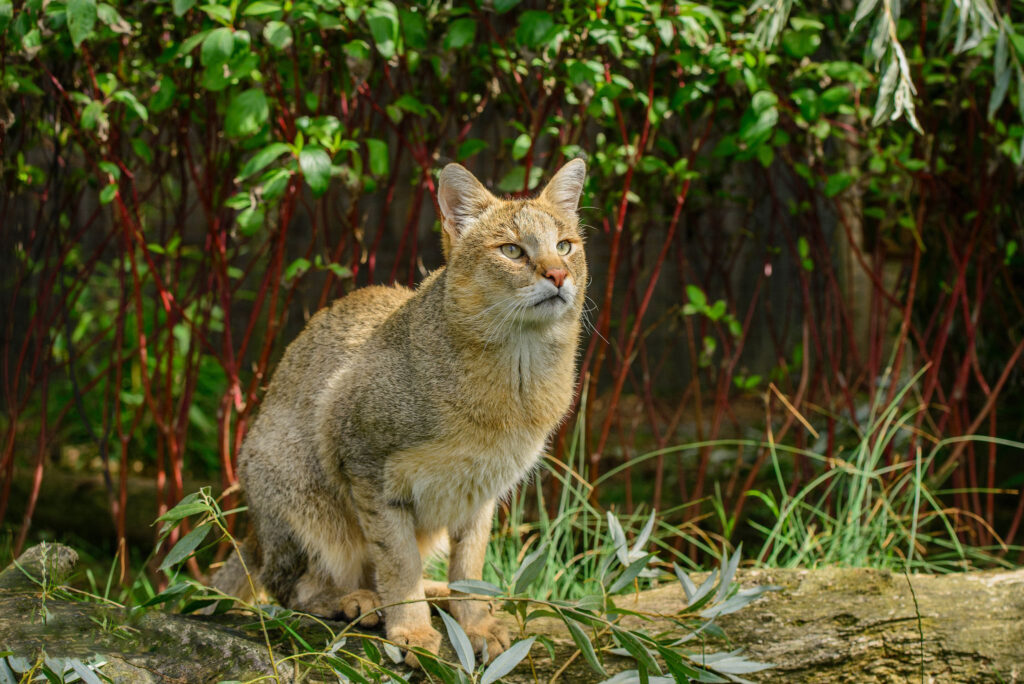 The Enigmatic Jungle Cat: A Comprehensive Guide