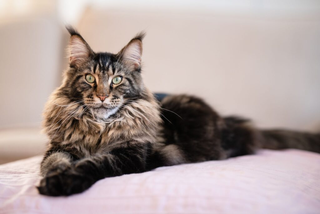 Is Maine Coon a Mixed Cat Breed or Original Cat Breed?