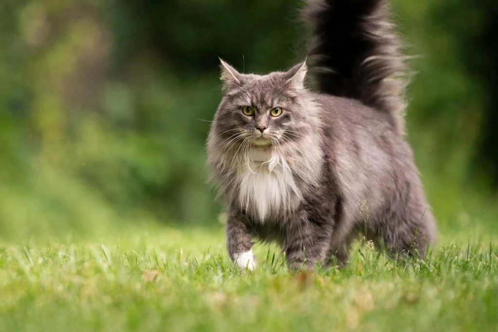 The Maine Coon Cat: Elegance, Intelligence, and Devotion