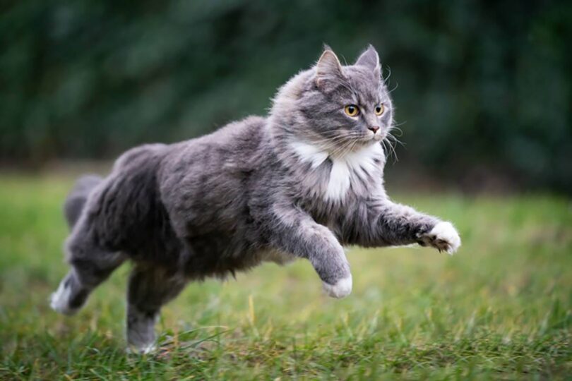 How to Prepare for a Maine Coon's Life