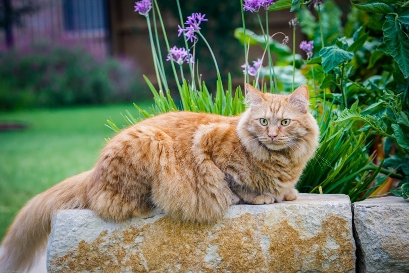 The Magnificent Orange Maine Coon Cat: A Comprehensive Guide