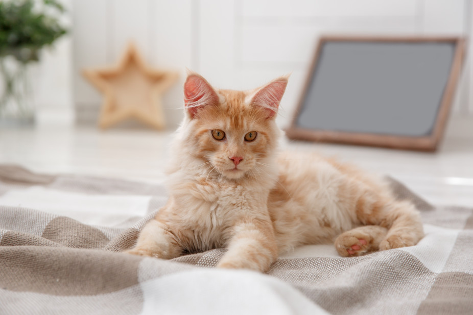 How to Buy/Adopt an Orange Maine Coon
