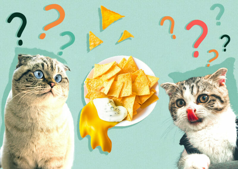 can-cats-eat-doritos-is-it-okay-to-share-these-snacks-with-your-cat