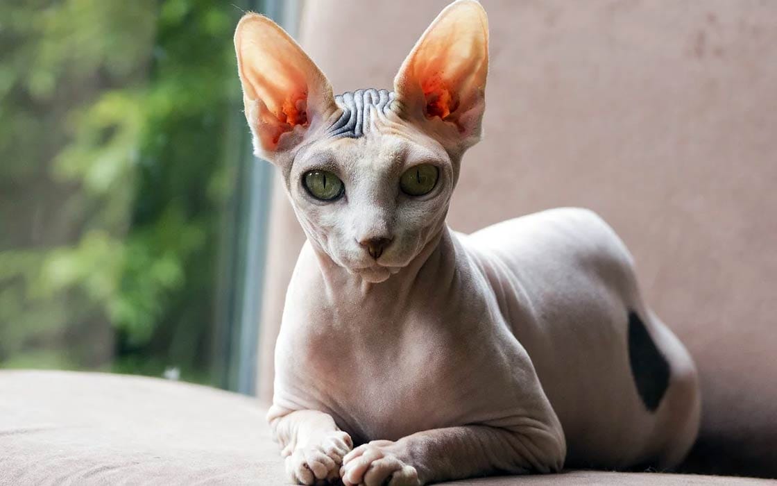 The Unique Peterbald Cat Breed: A Loyal, Loving “Hairless” Cat